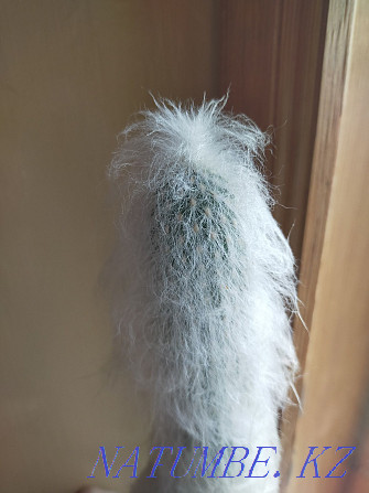 Fluffy cactus 30 cm Oral - photo 1