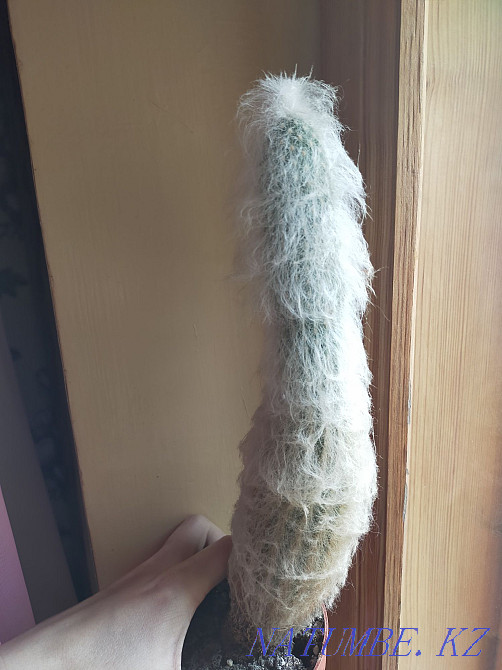 Пушистый кактус 30 см Уральск - изображение 2