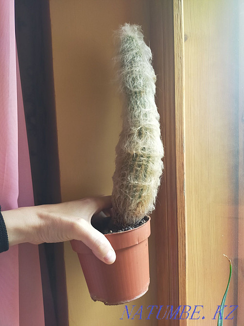 Пушистый кактус 30 см Уральск - изображение 3