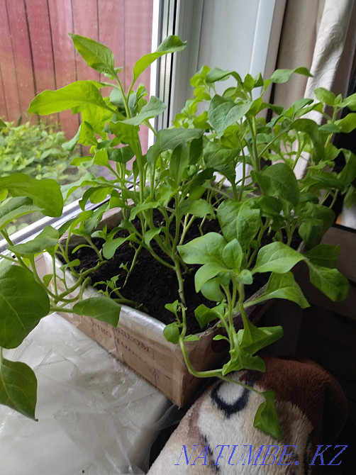 Петуньяларды сату. Қоспа  Петропавл - изображение 1