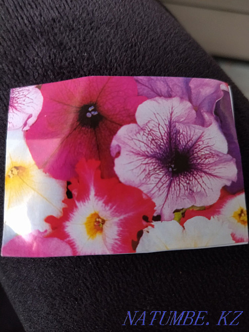 Петуньяларды сату. Қоспа  Петропавл - изображение 2