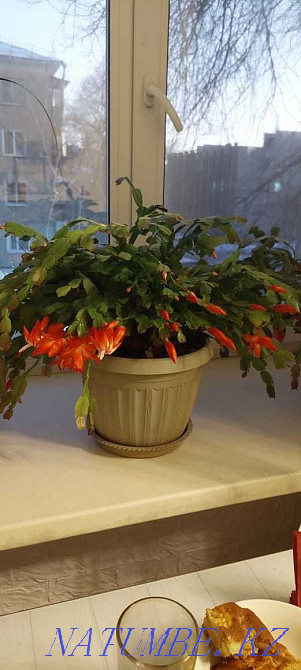 Әдемі гүл сатылады.  Өскемен - изображение 1