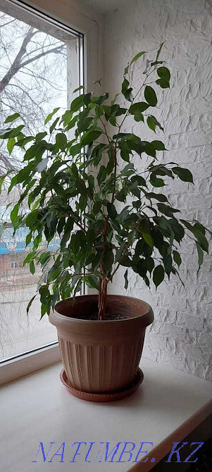 Selling a very beautiful flower. Ust-Kamenogorsk - photo 1