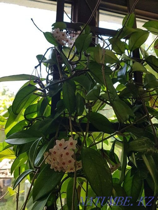 Offspring flowers. Various Shymkent - photo 7