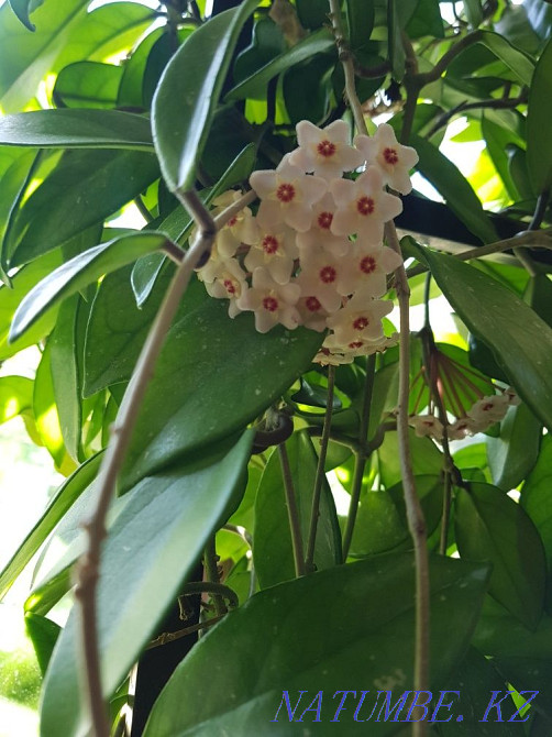 Offspring flowers. Various Shymkent - photo 1