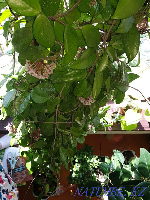 Offspring flowers. Various Shymkent - photo 3