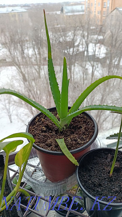 Healing aloe in a pot Karagandy - photo 3