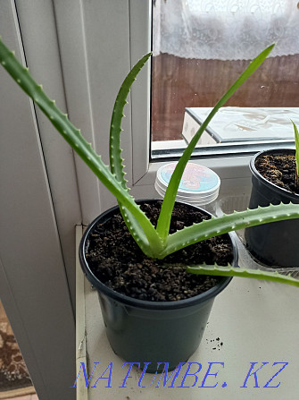 Healing aloe in a pot Karagandy - photo 1