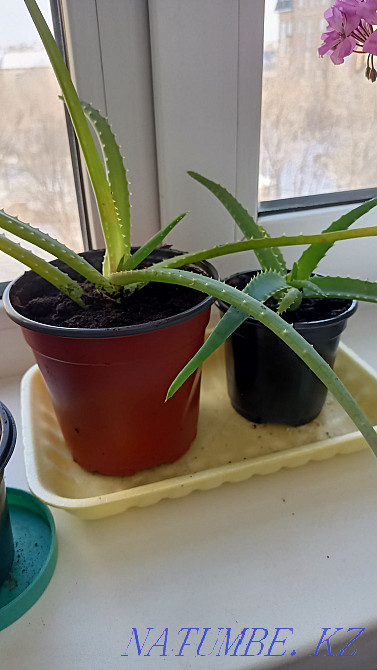 Healing aloe in a pot Karagandy - photo 2