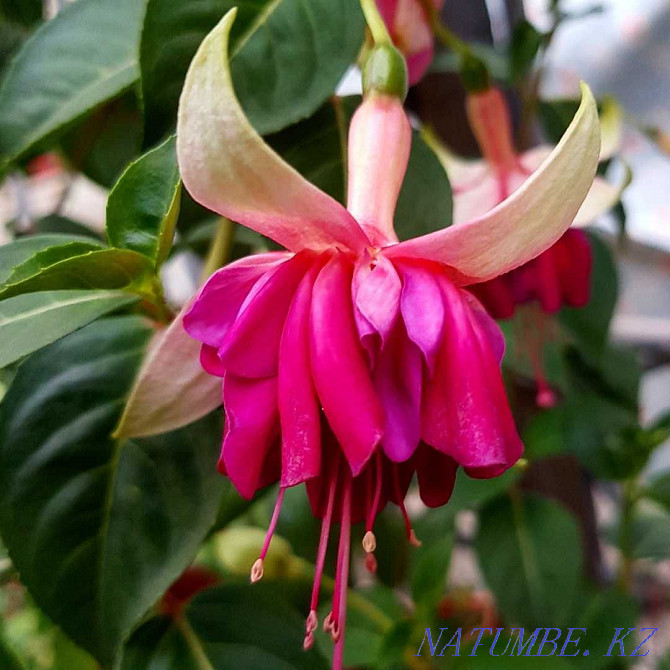 Fuchsias, mandevilles Almaty - photo 2