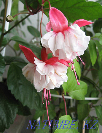 Fuchsias, mandevilles Almaty - photo 1