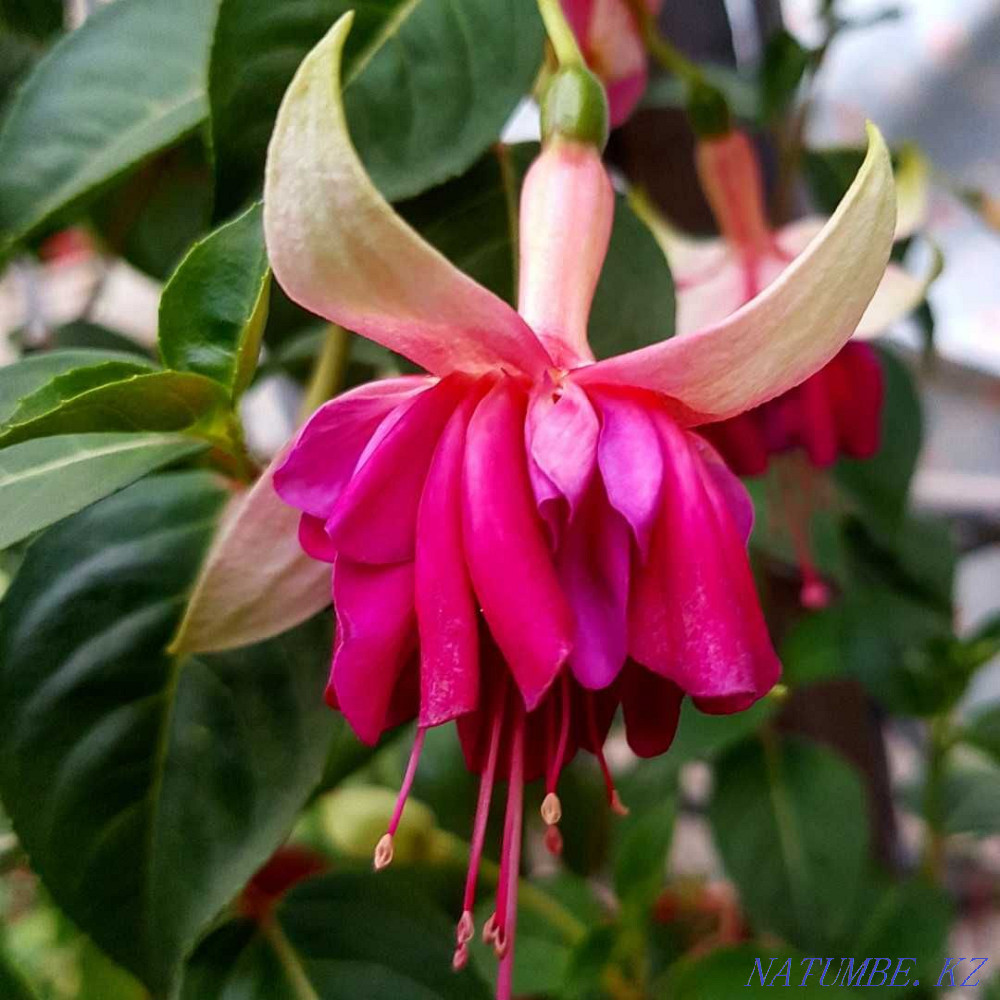 Fuchsias, mandevilles Almaty - photo 2