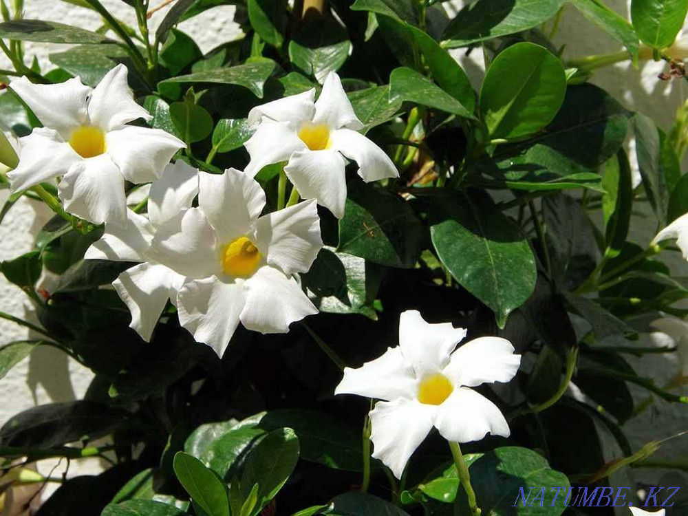 Fuchsias, mandevilles Almaty - photo 3