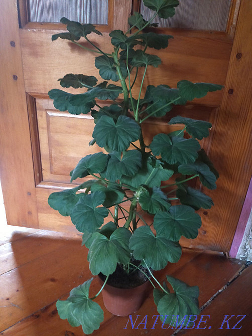 Цветок Герань цвет белый Уральск - изображение 1