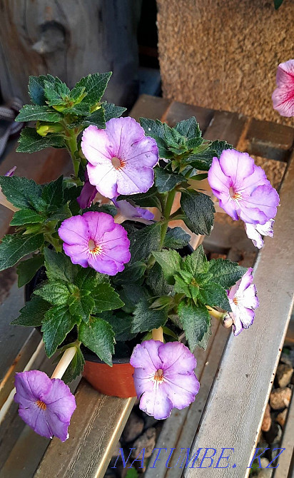 Achimenesa of various varieties. Almaty - photo 2