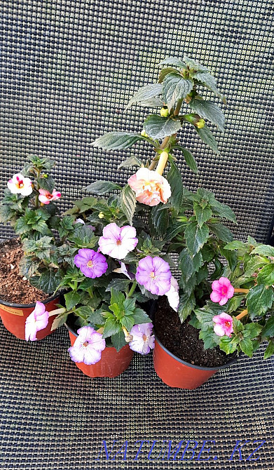 Achimenesa of various varieties. Almaty - photo 1