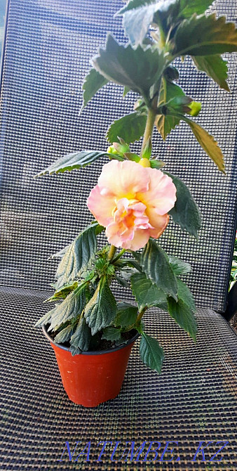 Achimenesa of various varieties. Almaty - photo 3