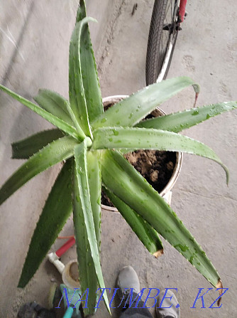 Aloe vera medicinal flower Shymkent - photo 2
