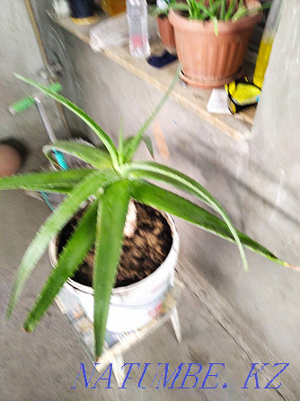 Aloe vera medicinal flower Shymkent - photo 4