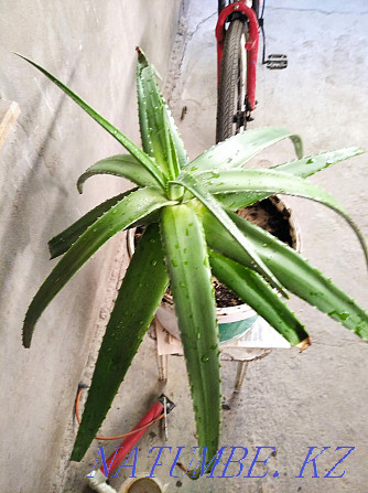 Aloe vera medicinal flower Shymkent - photo 3