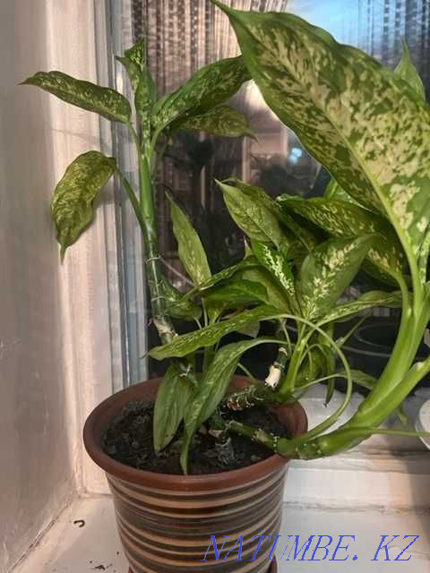 Sell indoor flowers Semey - photo 4