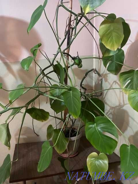 Sell indoor flowers Semey - photo 6