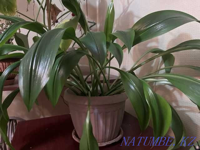 Sell indoor flowers Semey - photo 3