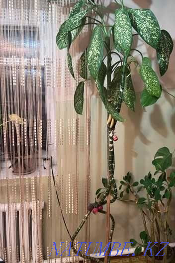 Sell indoor flowers Semey - photo 1