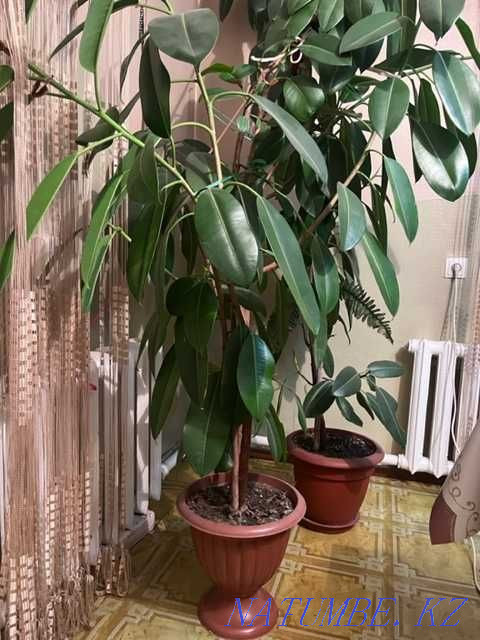 Sell indoor flowers Semey - photo 5