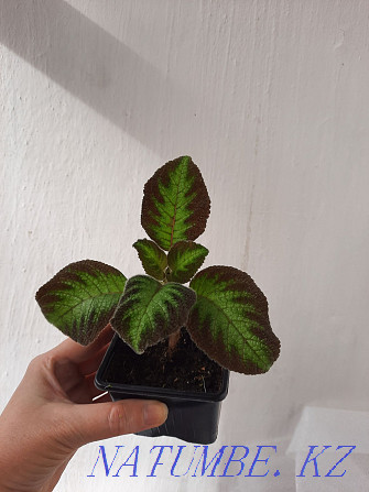 Episcia тамырлы өркен және басқа да көптеген гүлдер  Павлодар  - изображение 2