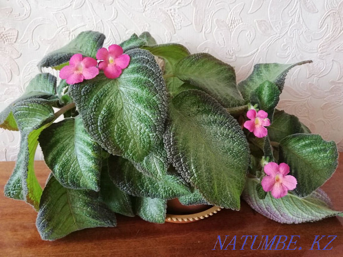 Episcia тамырлы өркен және басқа да көптеген гүлдер  Павлодар  - изображение 1