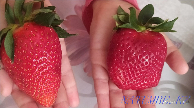 Strawberry seedlings Dutch varieties Astana - photo 5