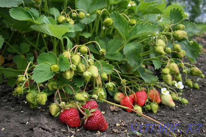 Strawberry seedlings Dutch varieties Astana - photo 7