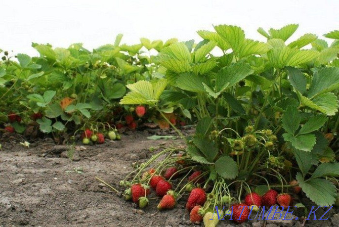 Strawberry seedlings Dutch varieties Astana - photo 8