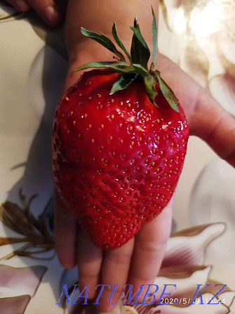 Strawberry seedlings Dutch varieties Astana - photo 4