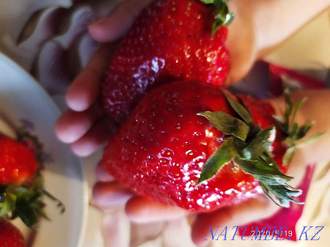Strawberry seedlings Dutch varieties Astana - photo 6