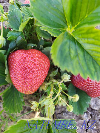 Strawberry seedlings Dutch varieties Astana - photo 3