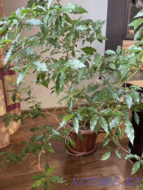 Sell Chinese rose Ust-Kamenogorsk - photo 2