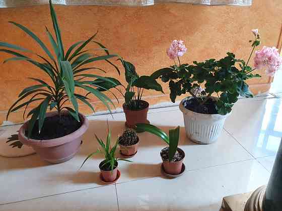 Красивые комнатные растения цветы в дом или в офис Almaty