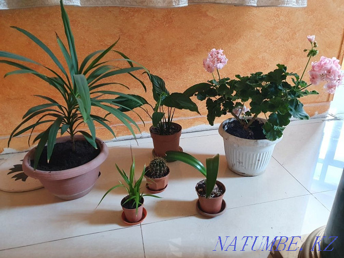 Beautiful indoor plants flowers in the house or office Almaty - photo 1