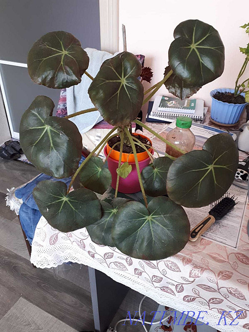 Indoor flowers Adapted Almaty - photo 6