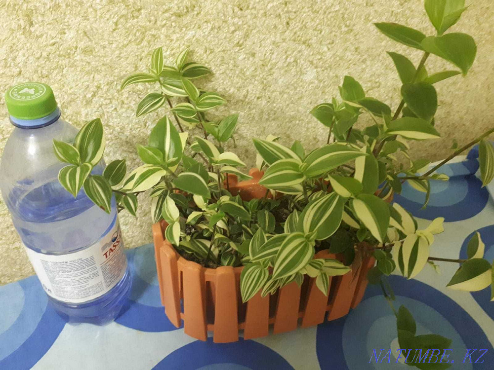 Indoor flowers Adapted Almaty - photo 1