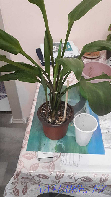 Indoor flowers Adapted Almaty - photo 4