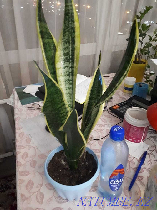 Indoor flowers Adapted Almaty - photo 7