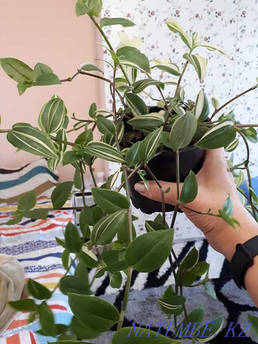 Indoor flowers Adapted Almaty - photo 2