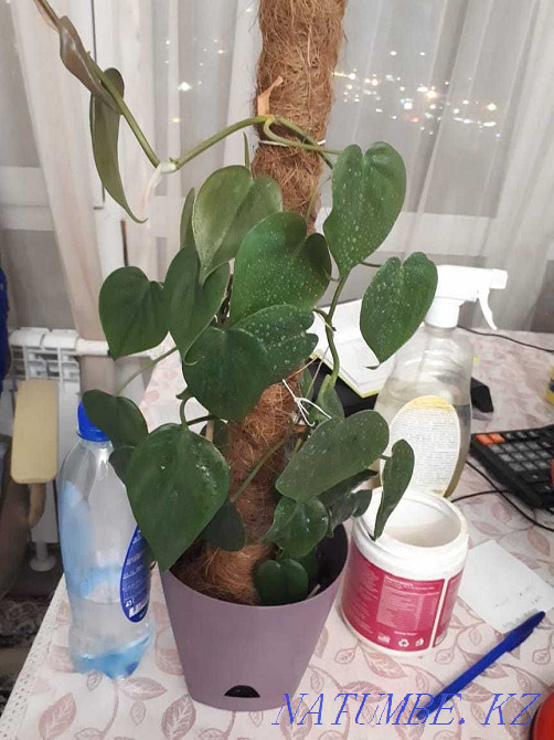 Indoor flowers Adapted Almaty - photo 8