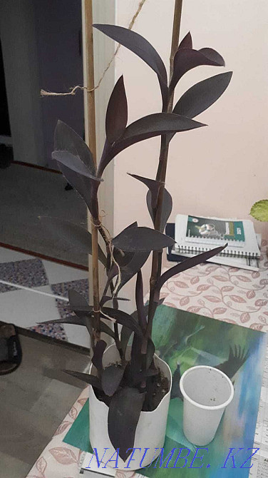 Indoor flowers Adapted Almaty - photo 5