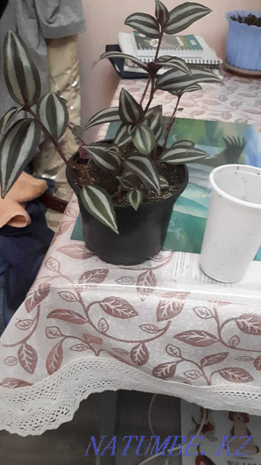 Indoor flowers Adapted Almaty - photo 3