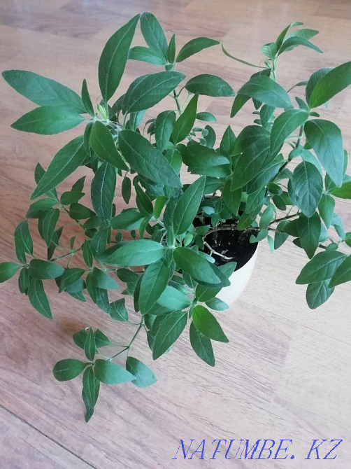 Coleus, oxalis, ruelia, calathea, slipway, krasula 700 Almaty - photo 5