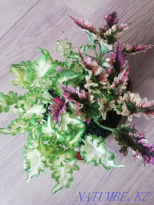 Coleus, oxalis, ruelia, calathea, slipway, krasula 700 Almaty - photo 1